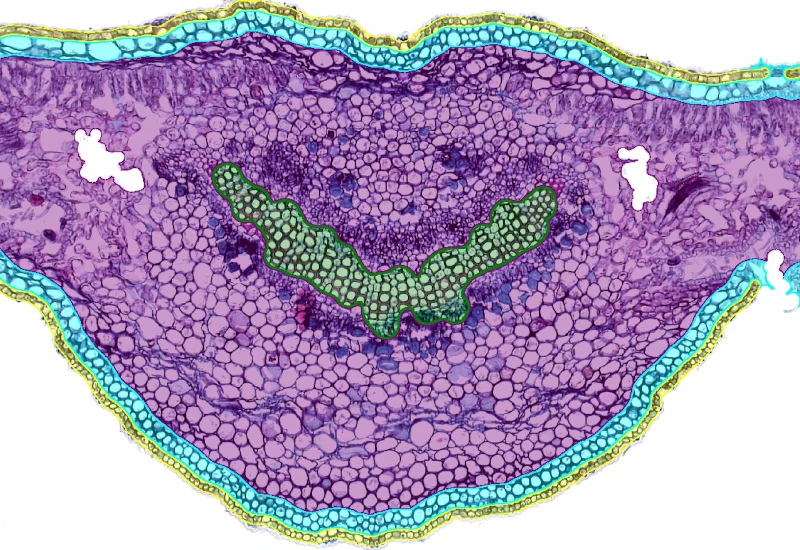 Dynamic Content Image